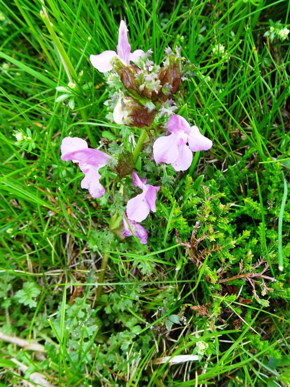 Pedicolare silvatica 12