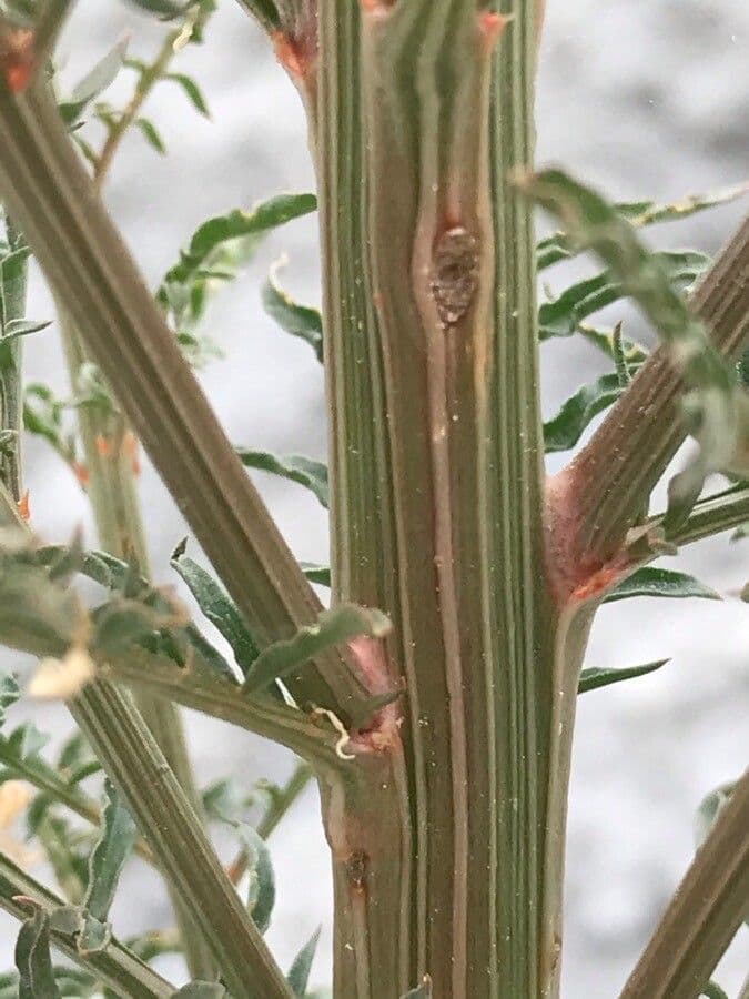 Reseda bianca 25