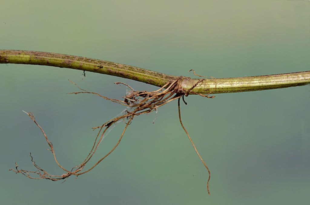 Lippia lanceolata 2