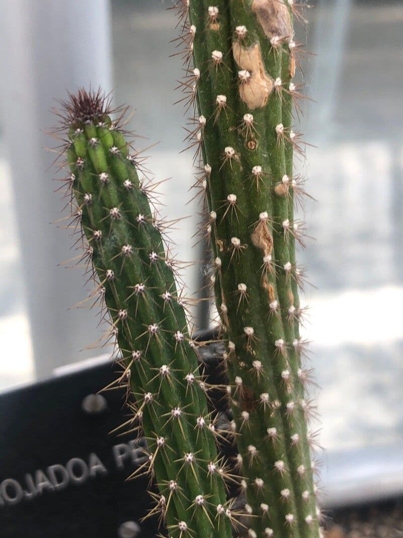Arrojadoa