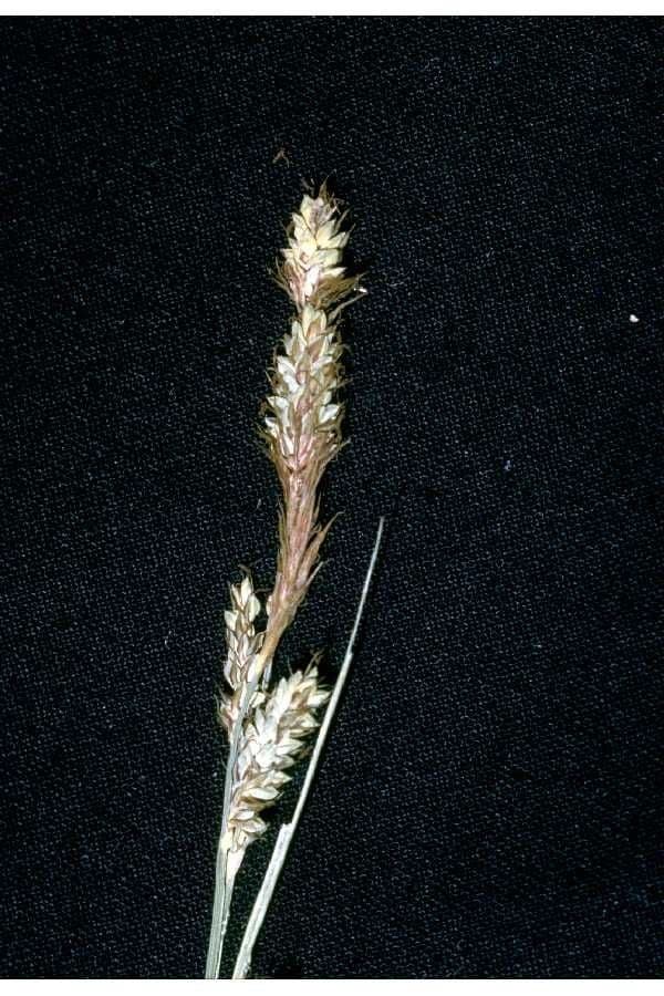Carice di Buxbaum 8