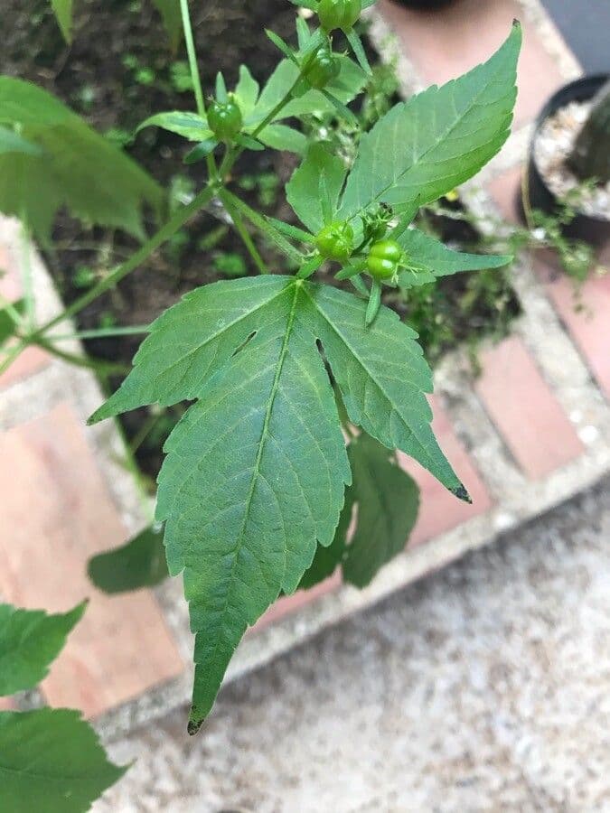 Croton lobato 16