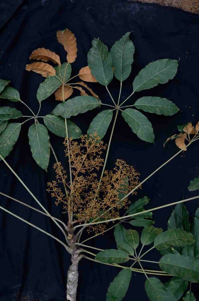 Yagrumo macho 20