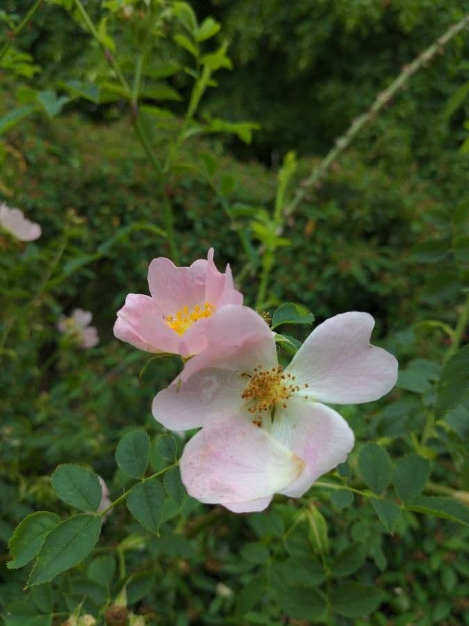 Pouzinii-Rose 23