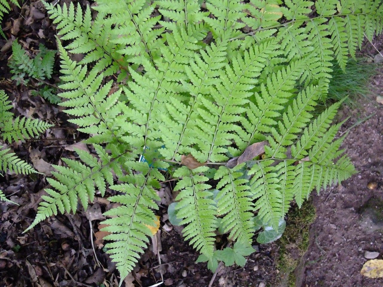 Athyrium vidalii