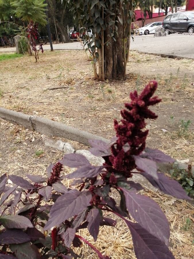 Amarant 5