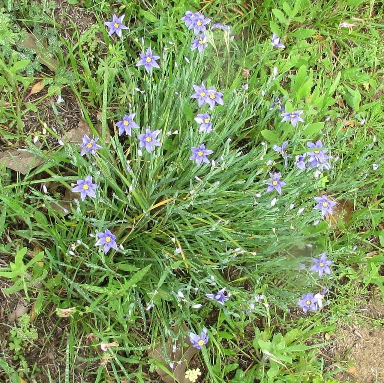 Blaublüten 10