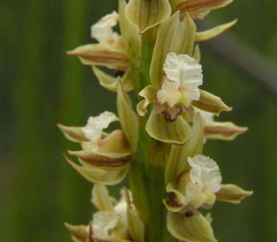 Prasophyllum