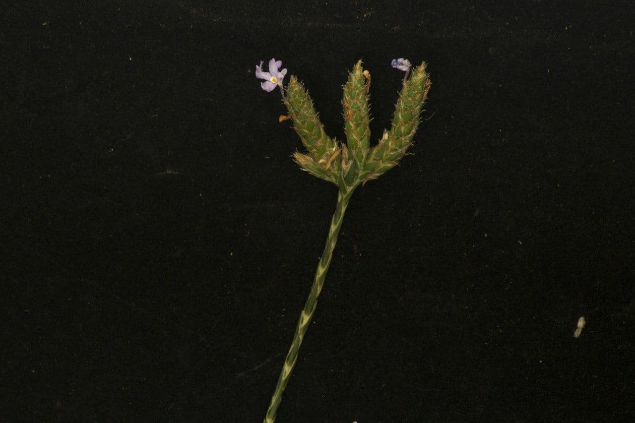 Scaglia viola 13