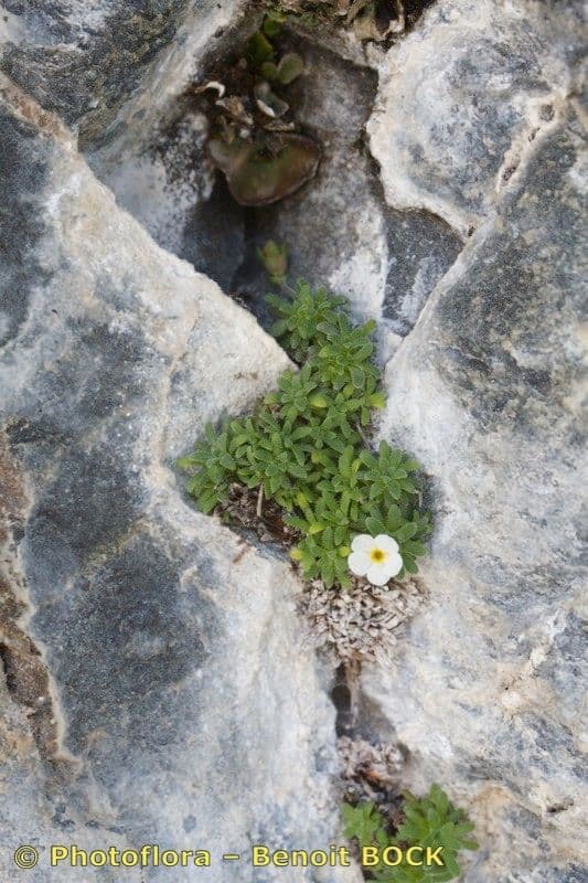 Androsace cilindrica 6