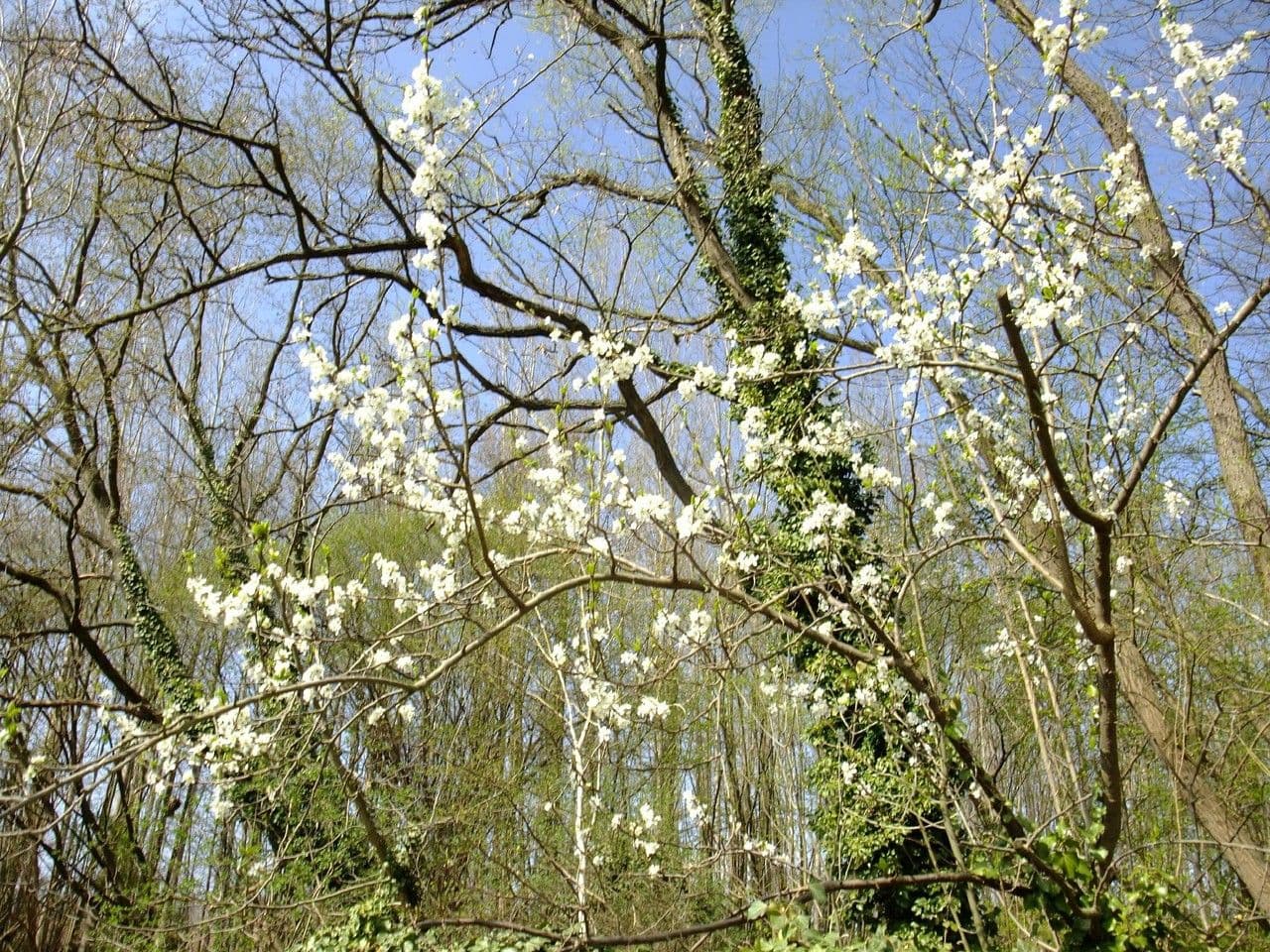 Prugna Damaschina 30