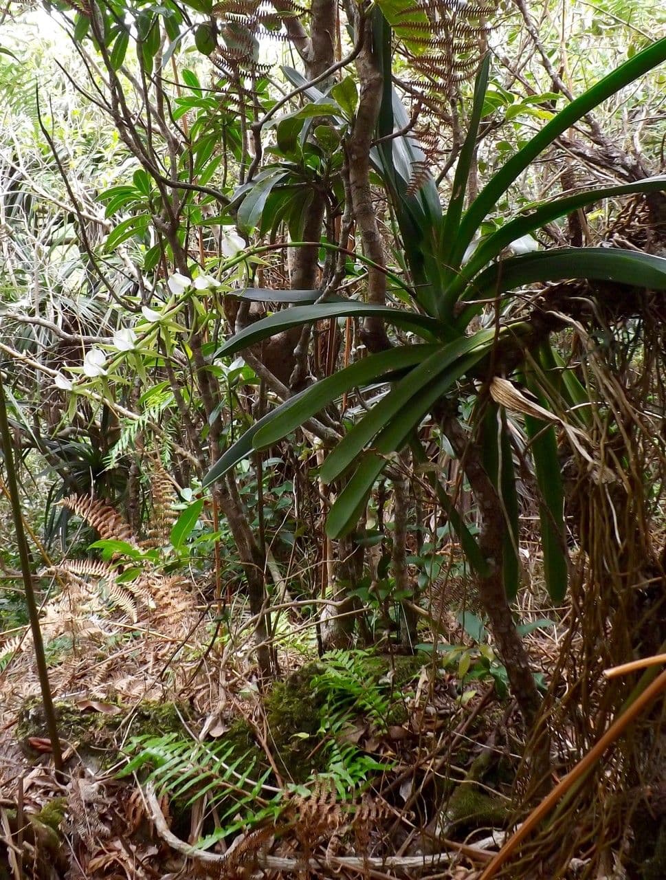 Angraecum eburneum 12