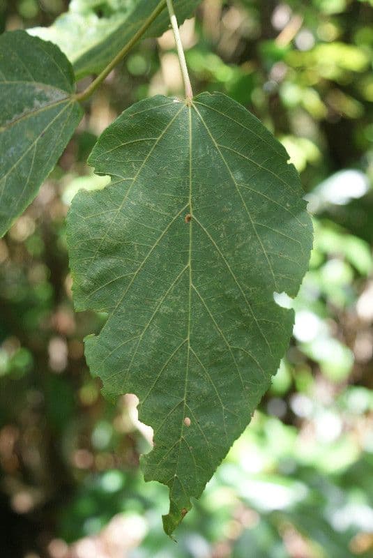 Dombeya 13