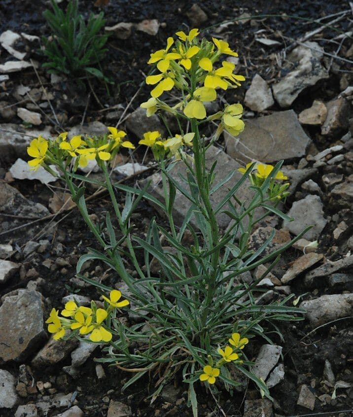 Violaciocca aspra 6