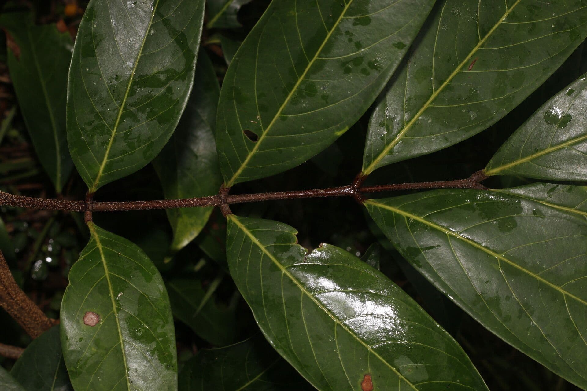 Inga 6