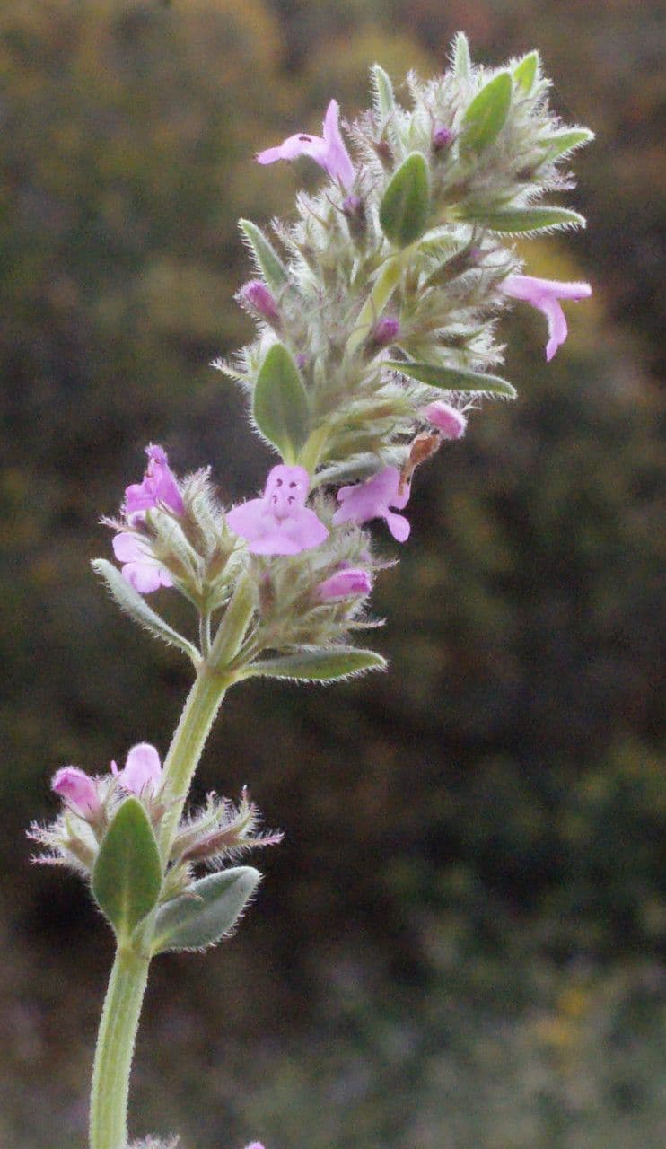 Micromeria greca 21