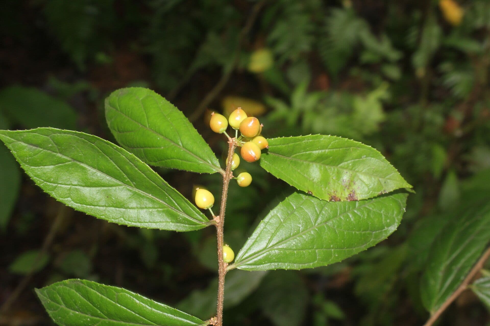 Xylosma