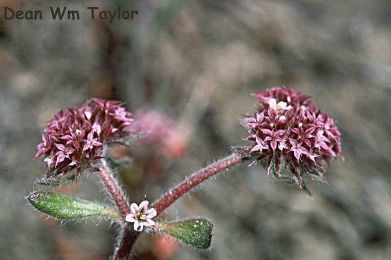 Chorizanthe robusta