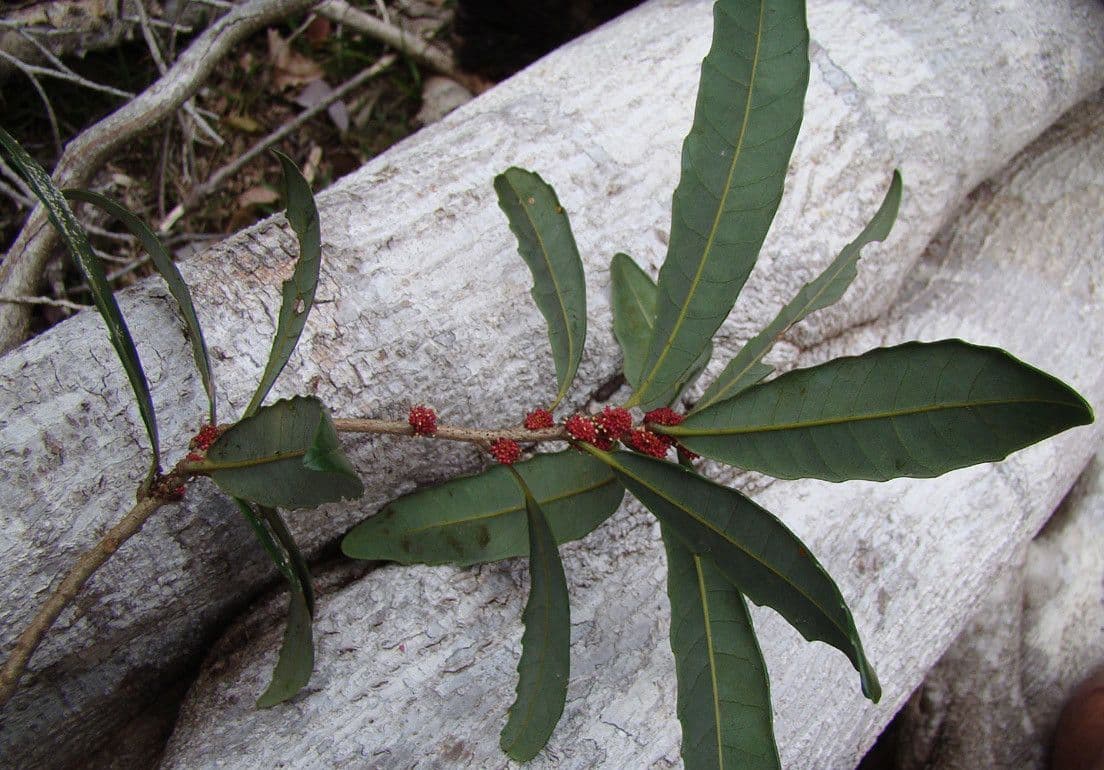 Bocquillonia 5