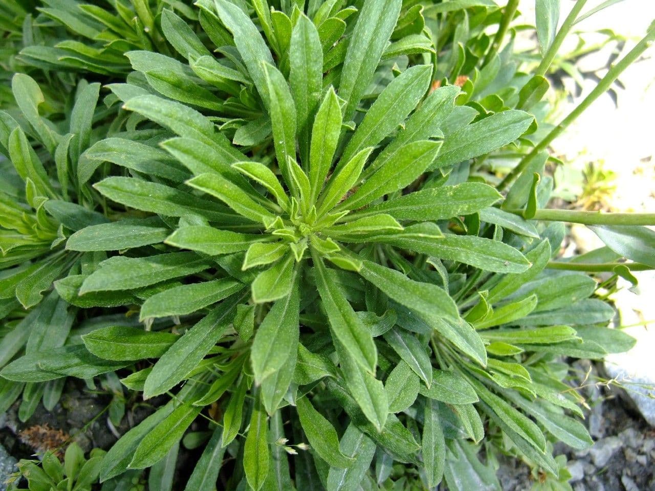 Alyssoides utriculata 14