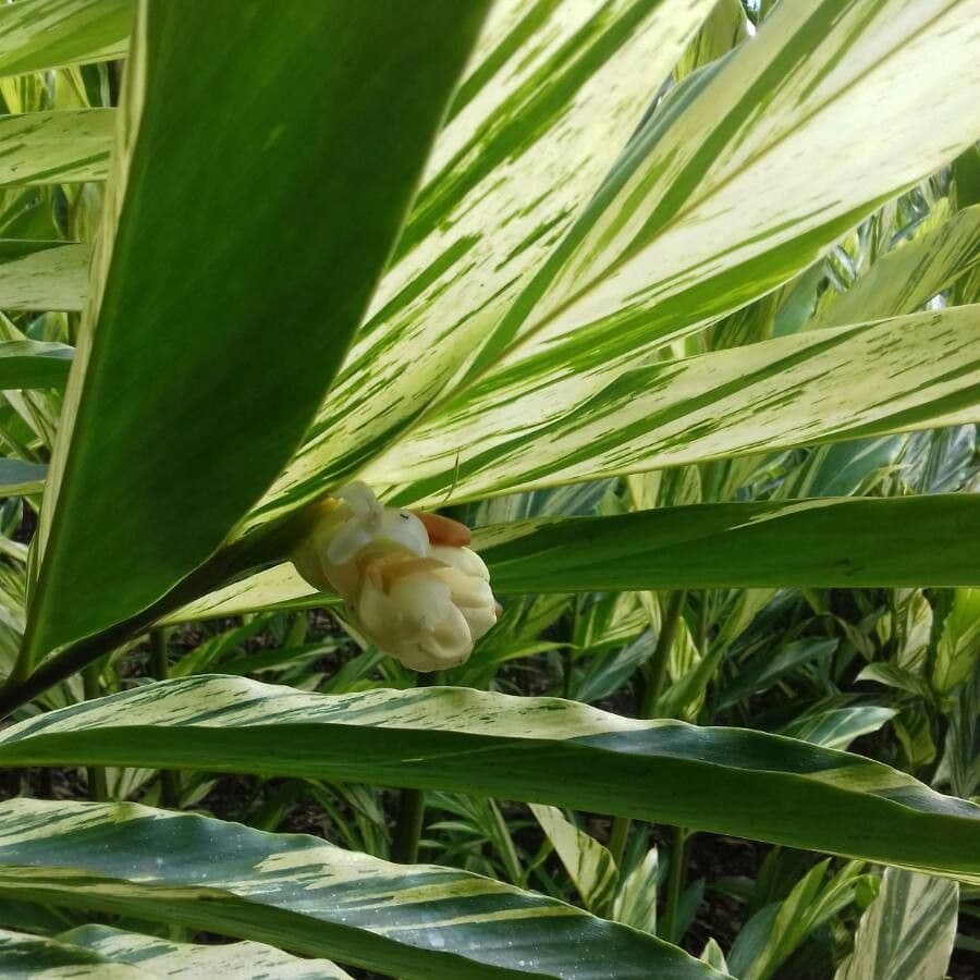 Alpinia zerumbet 29