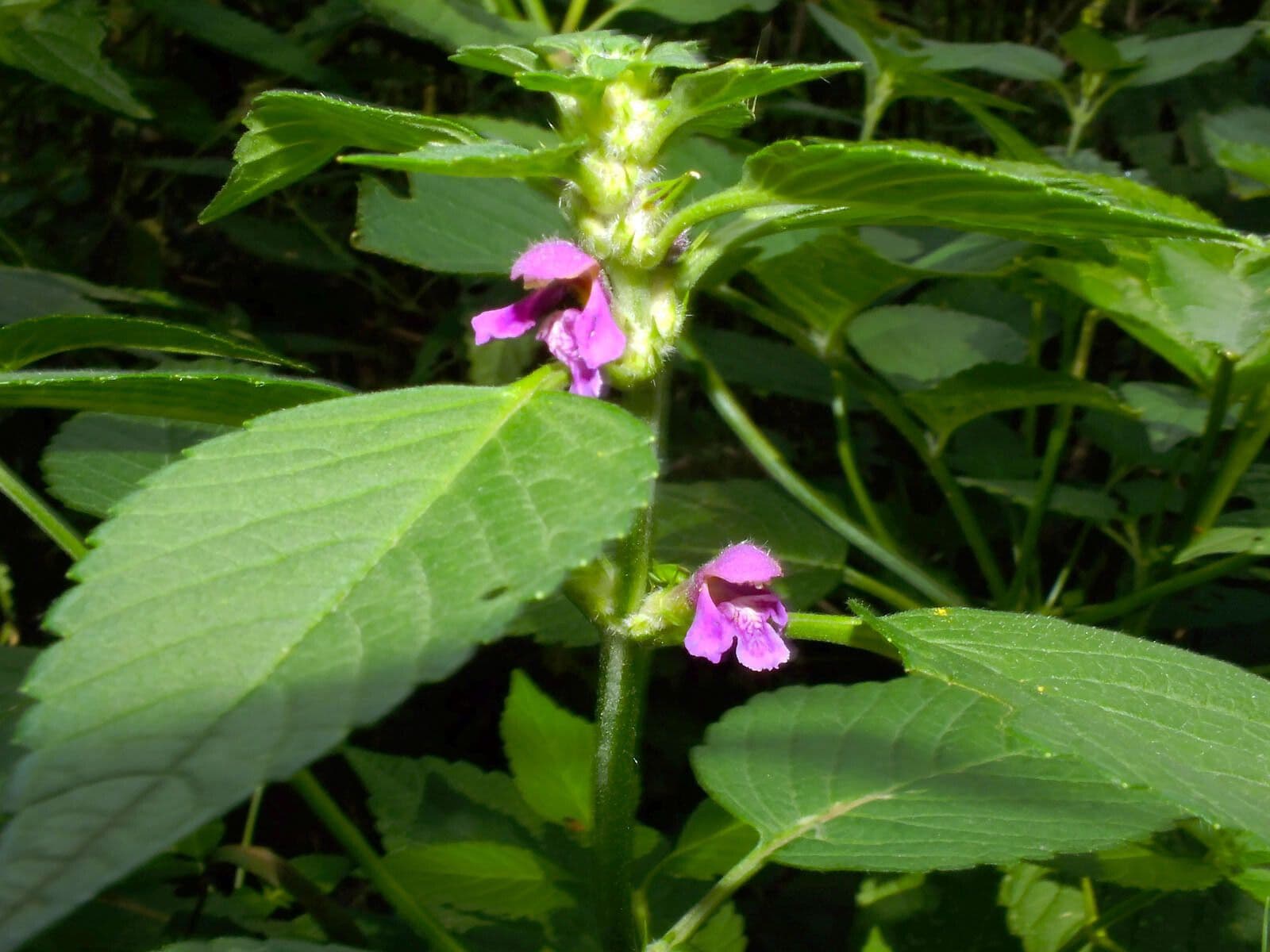 Canapa selvatica pubescente 22