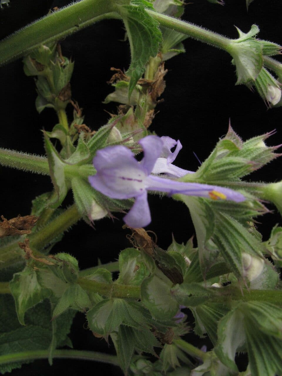 Salvia 6