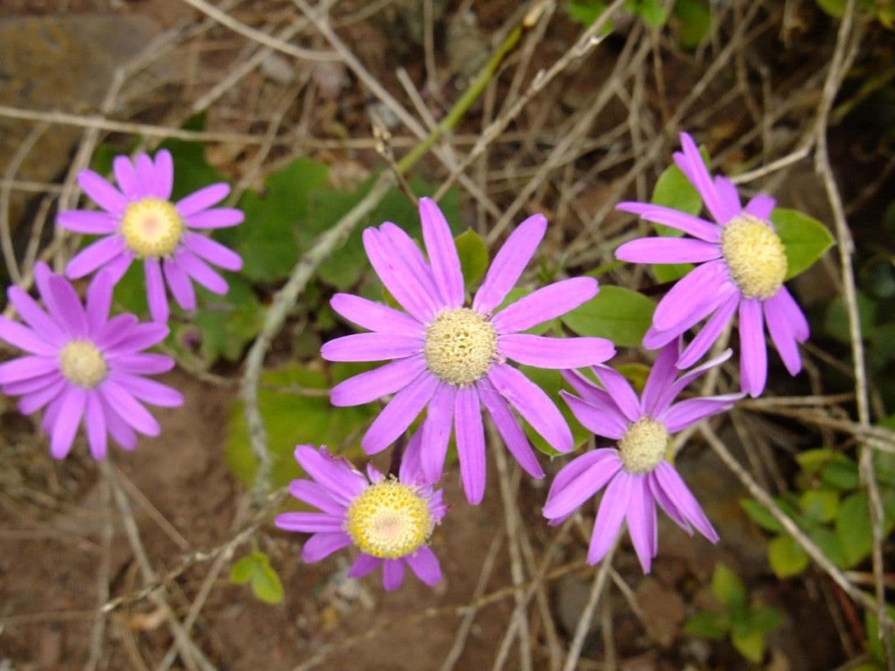 Pericallis 3