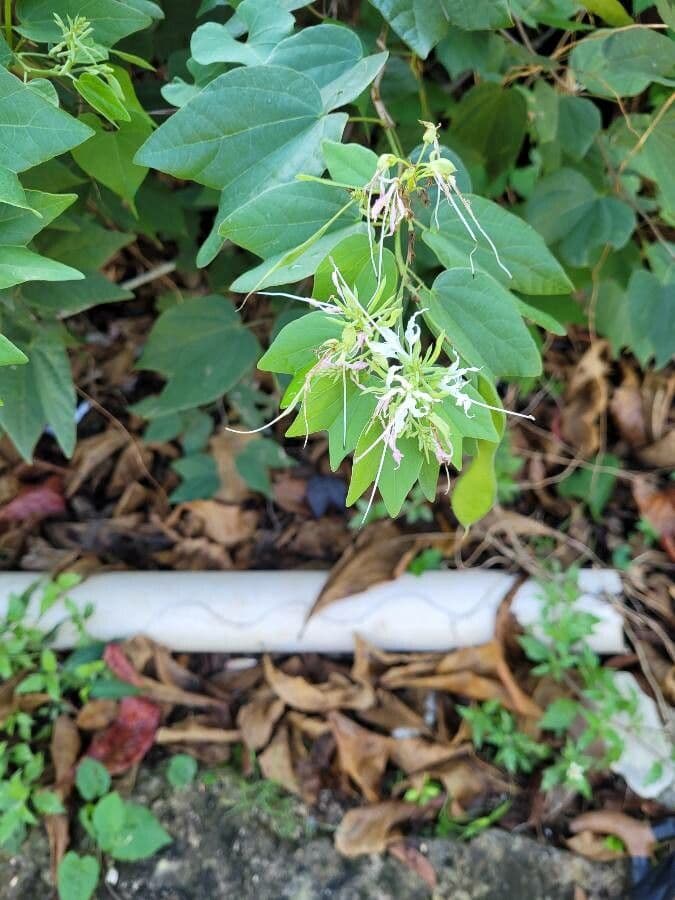 Bauhinia divaricata 5