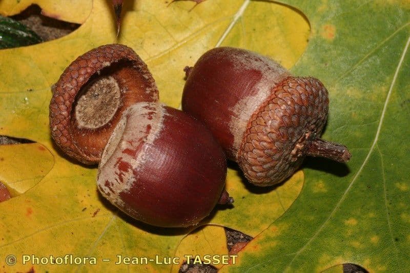 Scharlach-Eiche 4