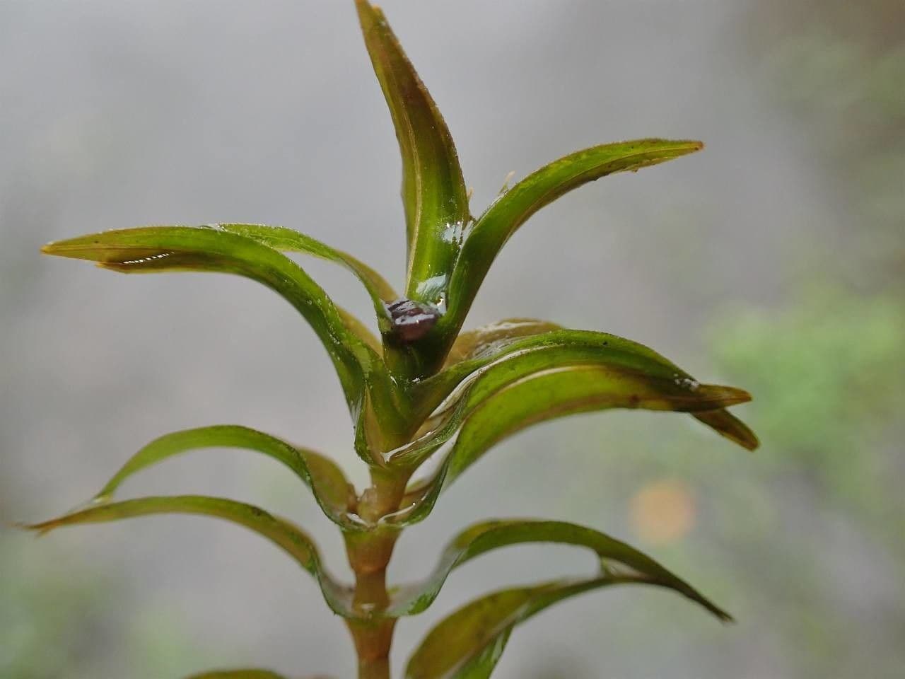 Groenlandia densa 10