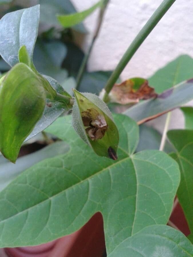 Flor de día 2