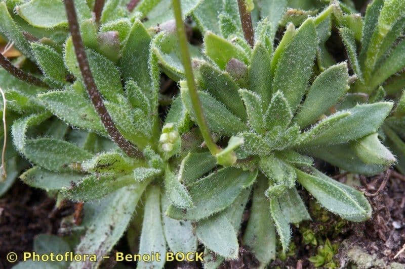 Draba 20