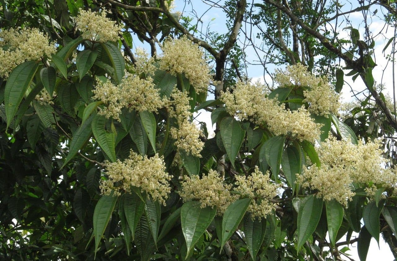 Miconia 4
