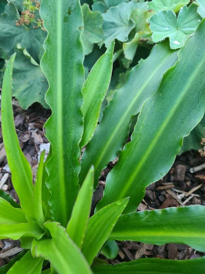 Veltheimia 8