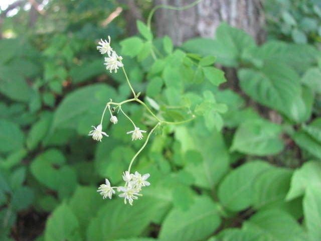 Thalictrum pubescens 10