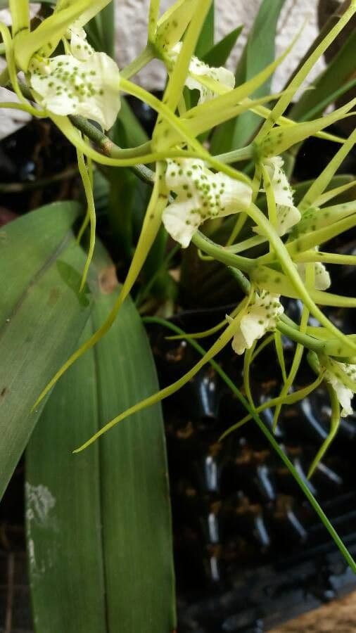 Brassia 6