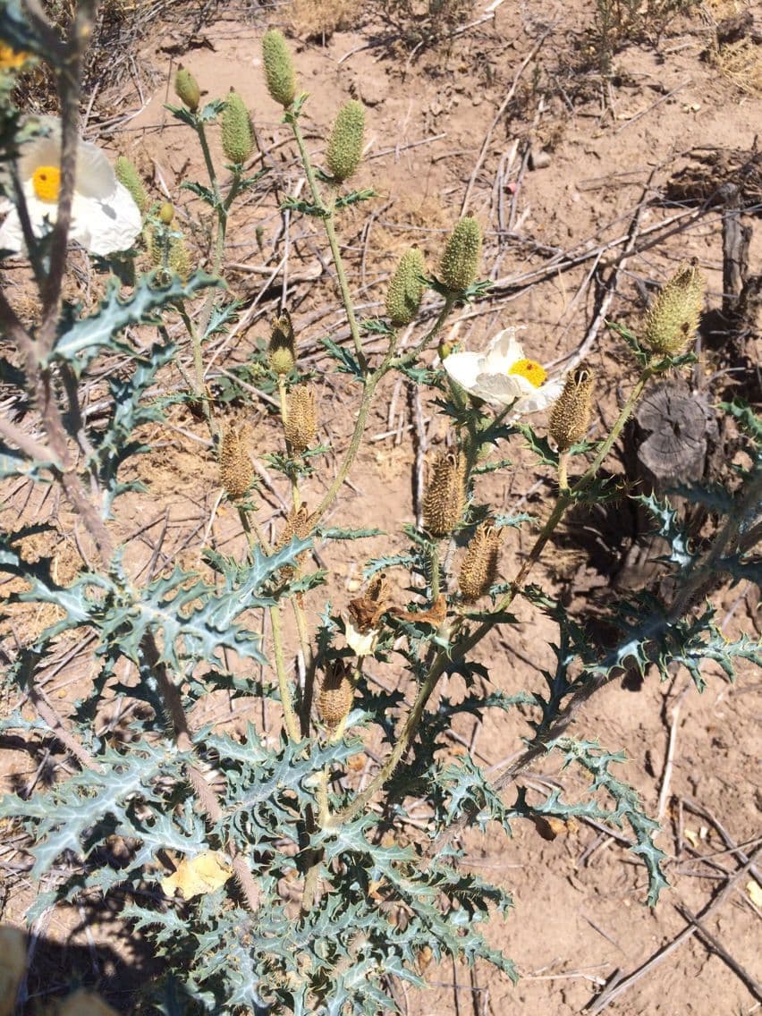 Stacheldistel 8