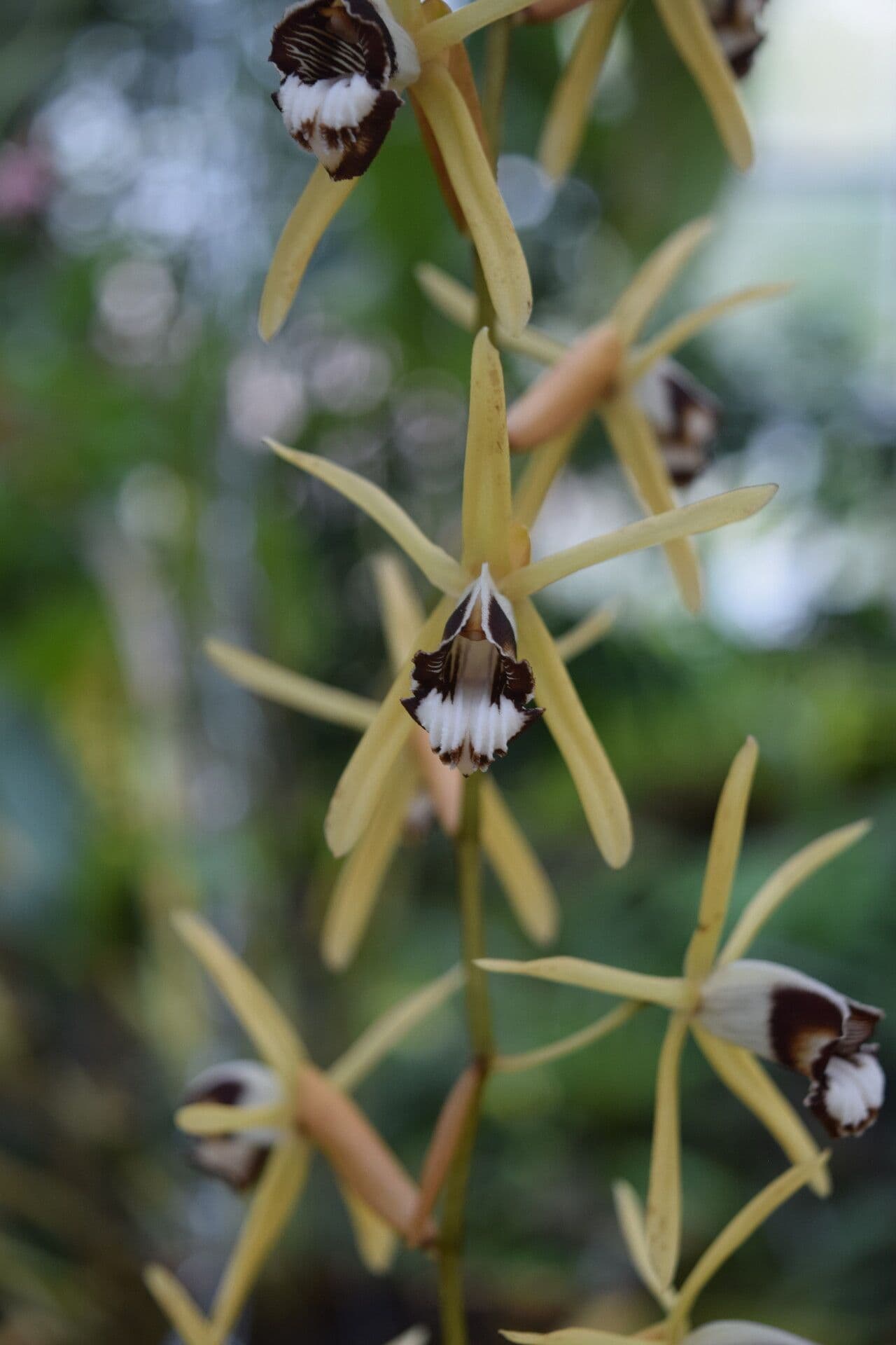 Orchidea collana 3