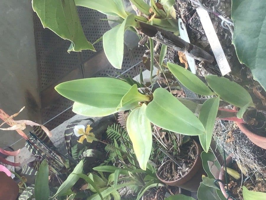 Dendrobium