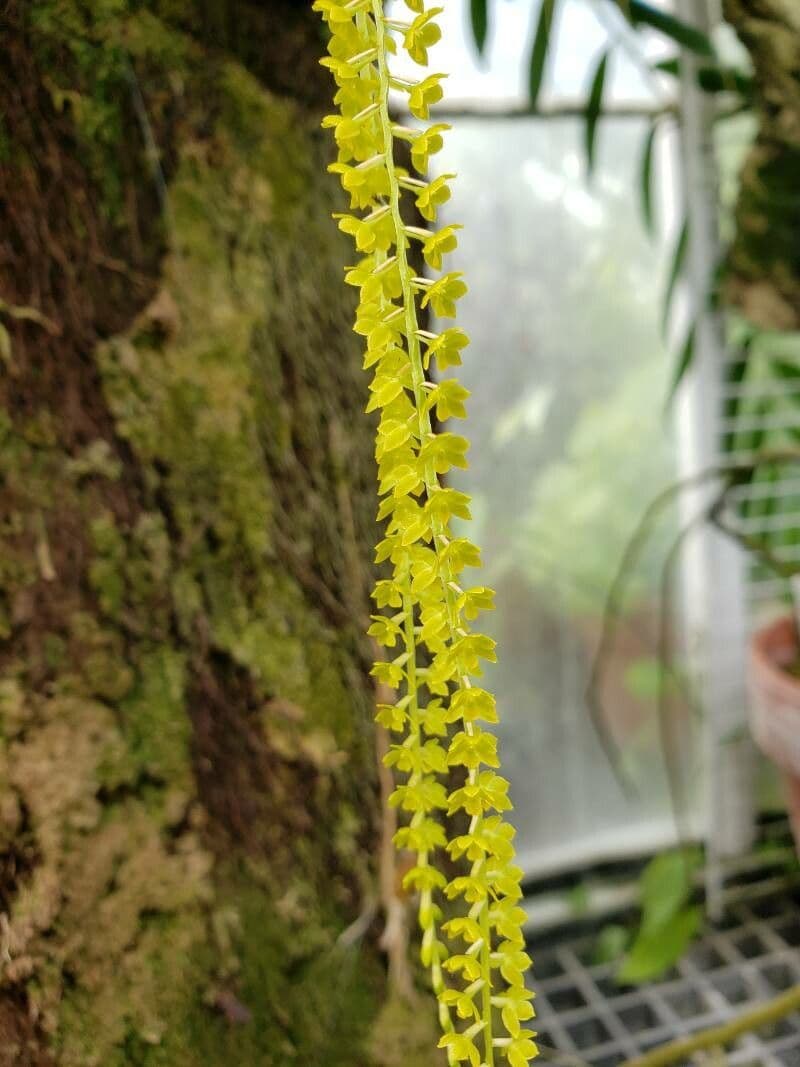 Dendrochilum