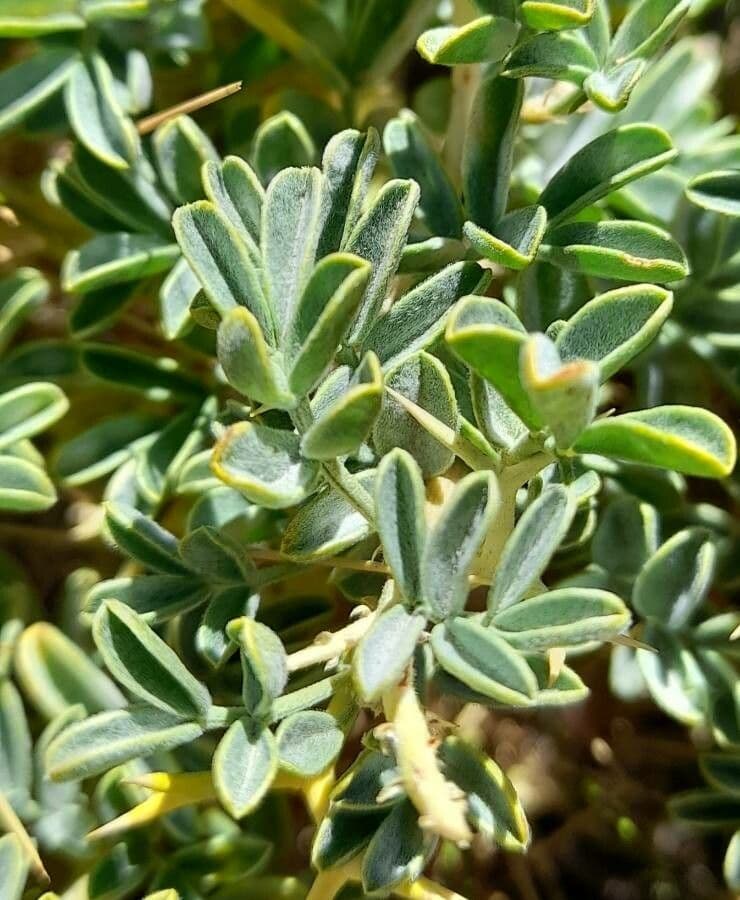 Adesmia 11