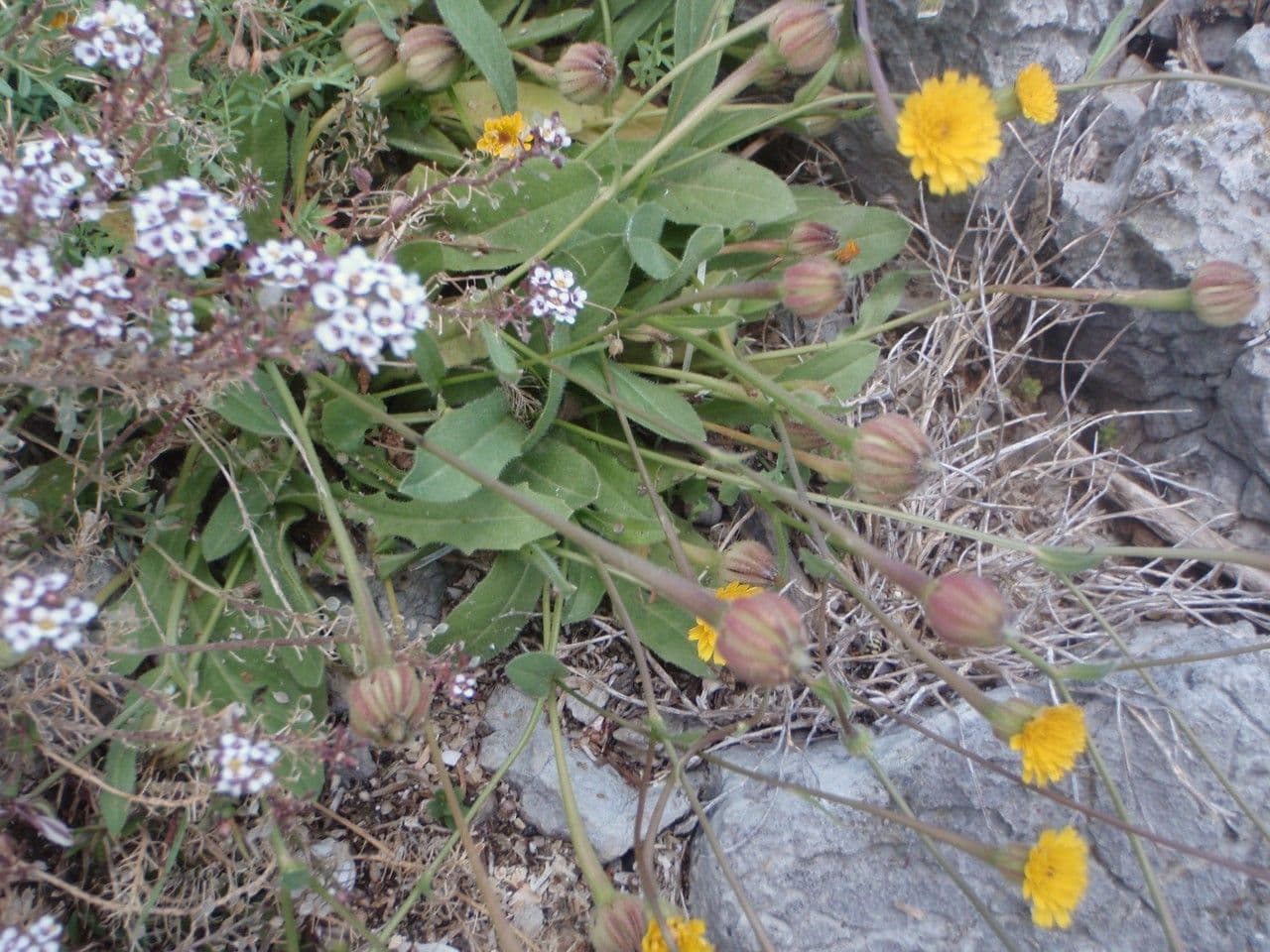 Röhrenohr 13