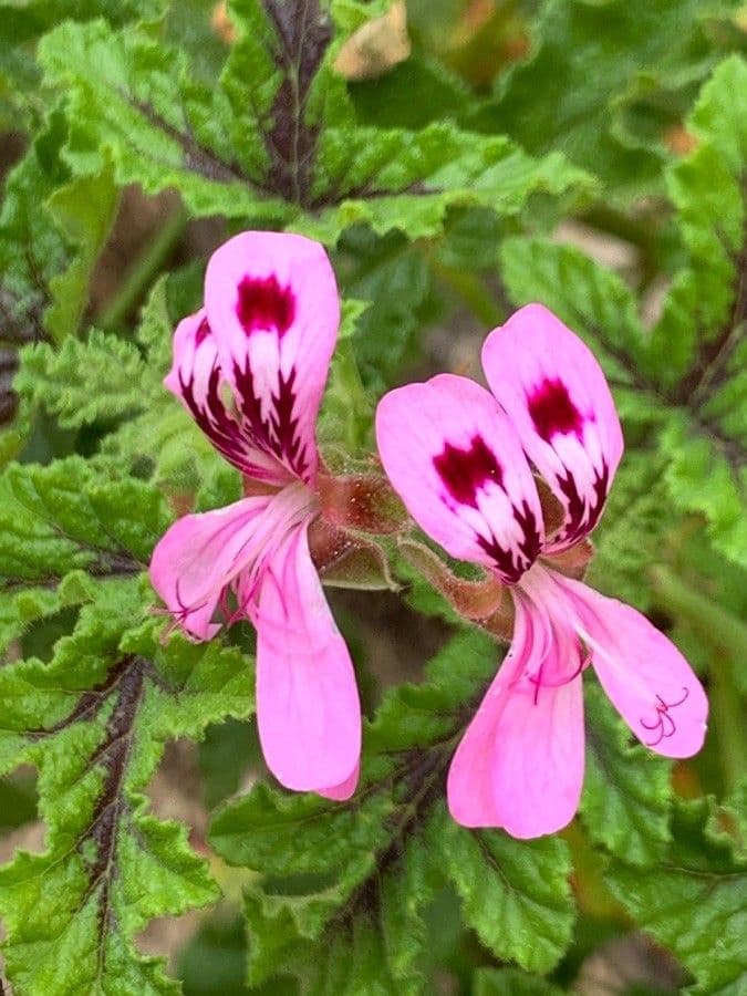 Eichenblättrige Pelargonie 2