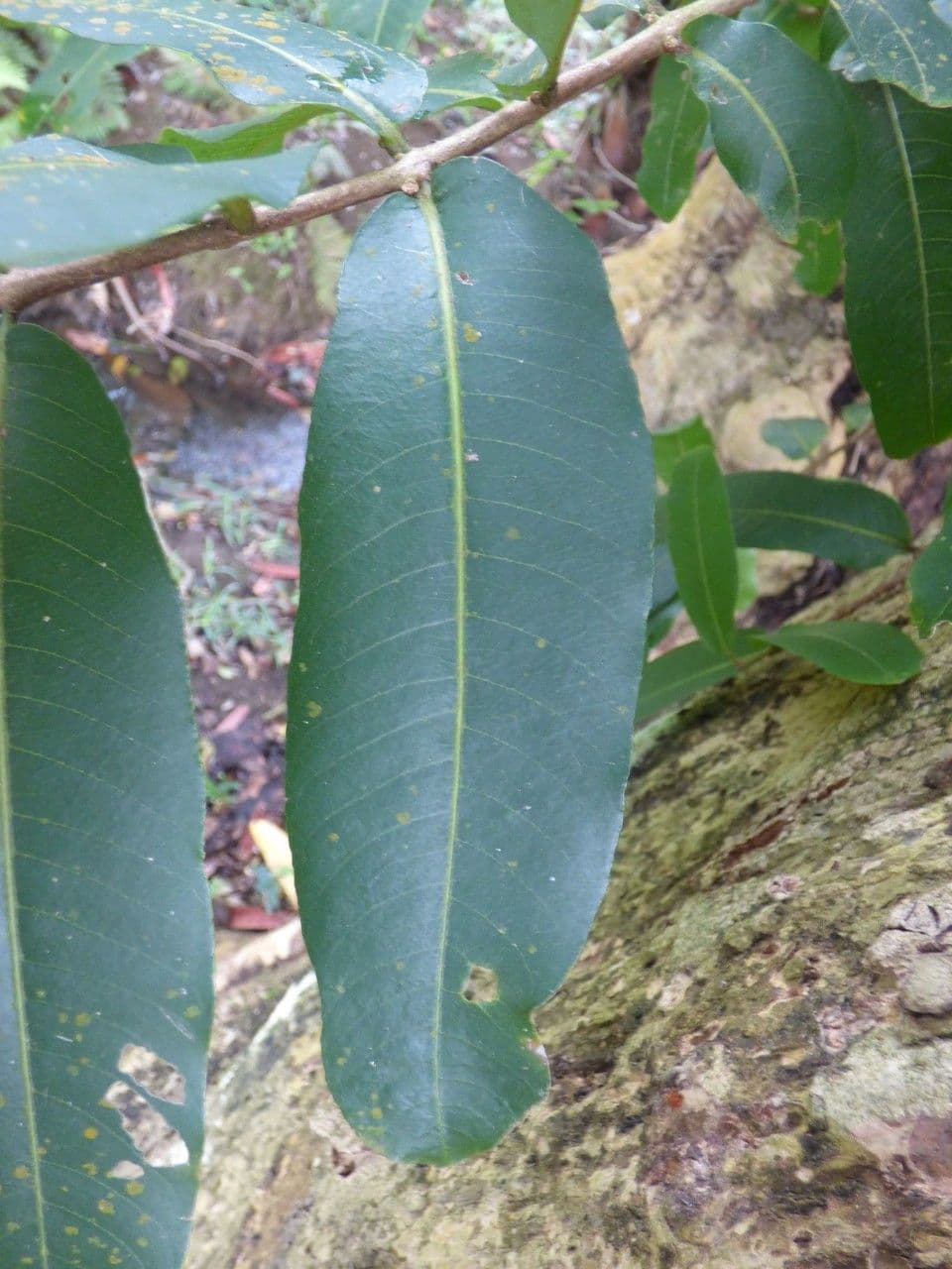 Terminalia arjuna 18