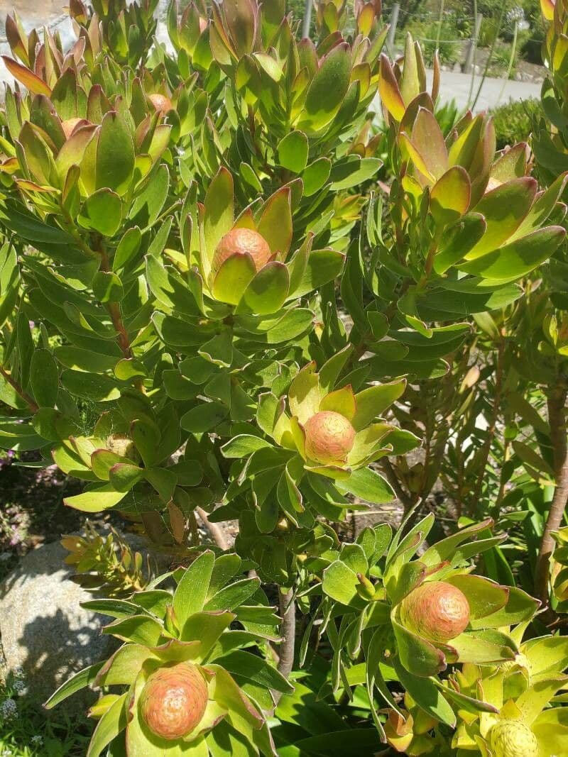 Leucadendron 11