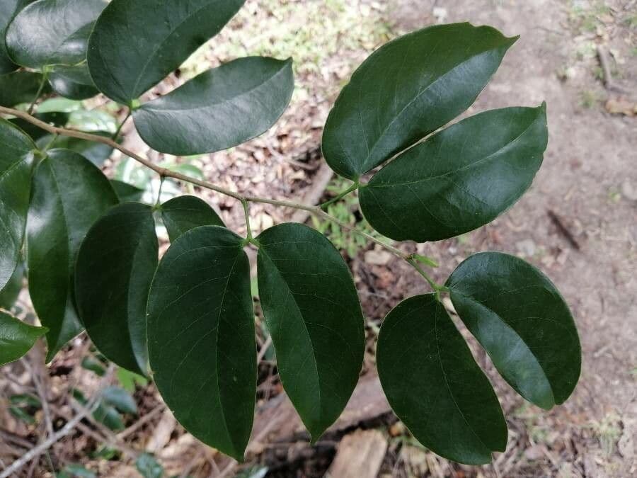 Hymenaea courbaril 13
