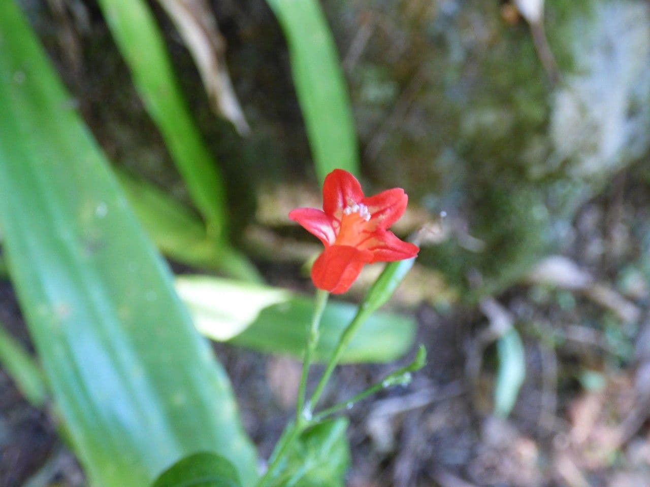 Ruellia brevifolia 2