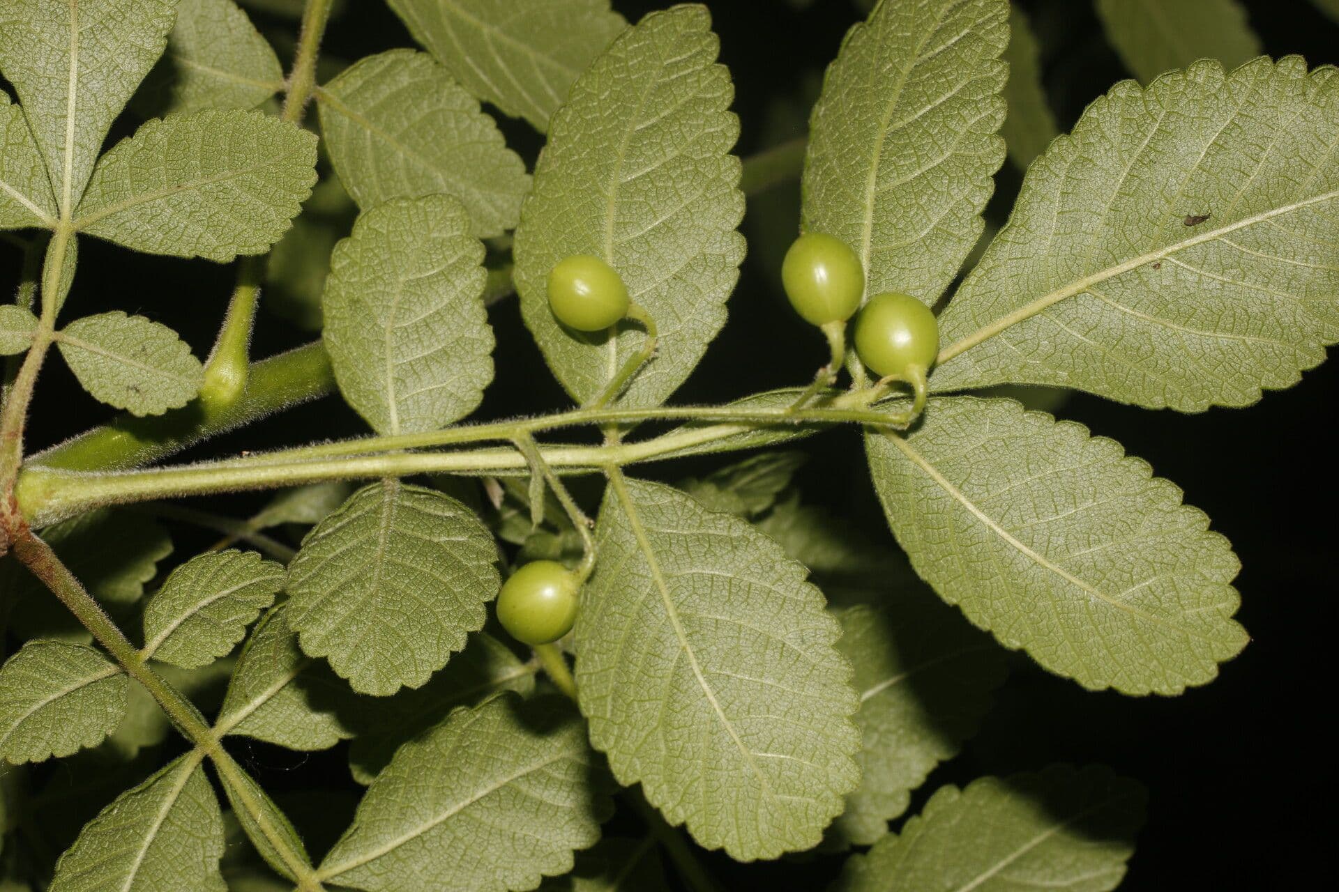 Bursera tomentosa
