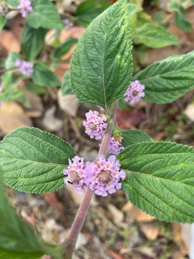 Lippia alba 5